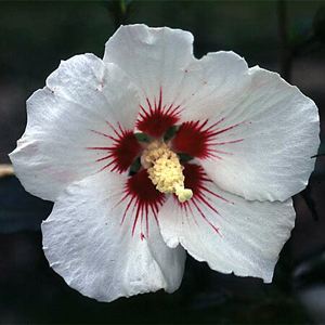 Althea Single White