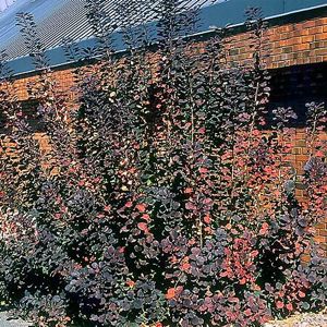 Smoketree