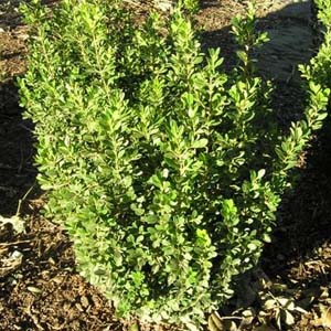 Baby Gem Boxwood