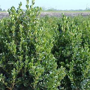 Japanese Boxwood
