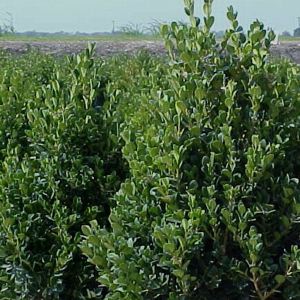 Wintergreen Boxwood