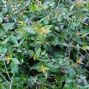 Ed Goucher Abelia