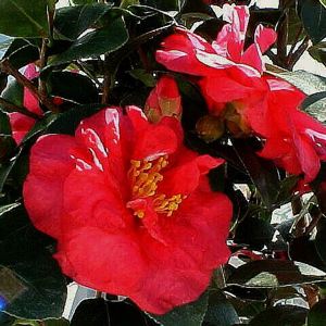 Bonanza Camellia