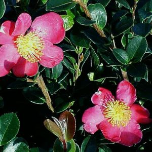 Yuletide Camellia