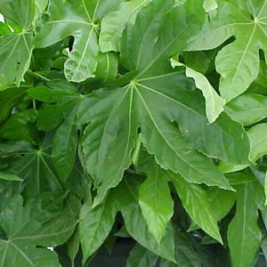 Fatsia