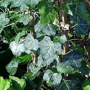 English Ivy
