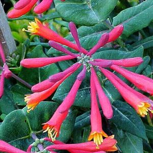 Coral Honeysuckle