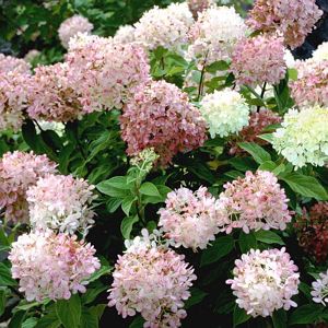 Limelight Hydrangea