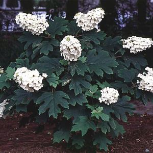 Oakleaf Hydrangea