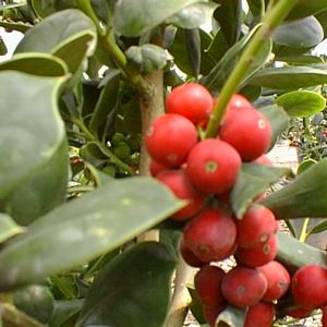 Needlepoint Holly