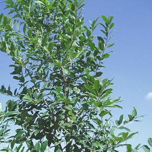 Savannah Holly