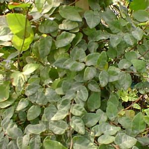 Fig Ivy