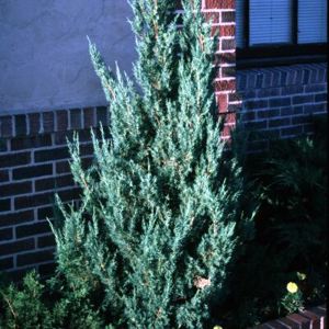 Blue Point Juniper