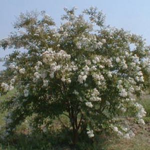 Semi-Dwarf Crape Myrtle