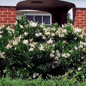 Wax Leaf Ligustrum