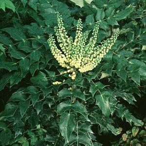 Leatherleaf Mahonia