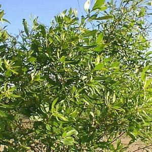 Wax Myrtle