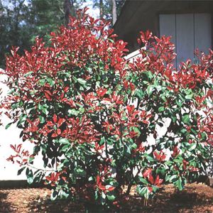 Red Tip Photinia