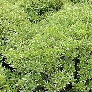 Variegated Pittosporum