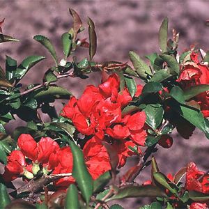 Texas Scartlet Flowering Quince
