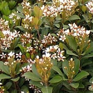Clara/Snow Indian Hawthorn