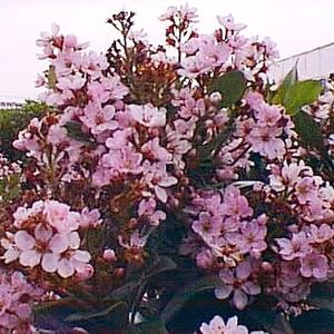 Pinkie Indian Hawthorn