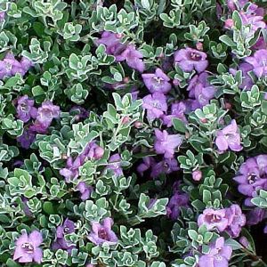 Desparado Sage