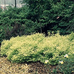 Goldmound Spirea