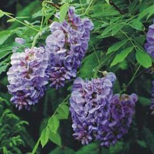 Amethyst Falls Wisteria