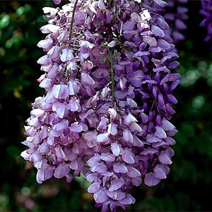 Wisteria