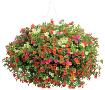 Mixed Planters