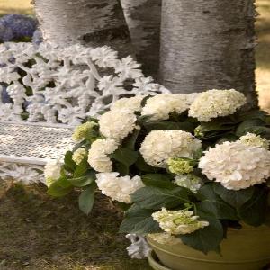 Blushing Bride Hydrangea