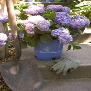 Endless Summer Hydrangea