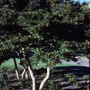 Yaupon Holly