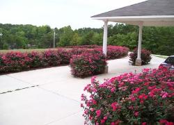 Knockout Roses in Landscape