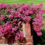 Rosey Carpet Crape Myrtle