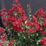 Siren Red Crape Myrtle