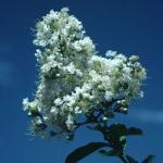 Snow Crape Myrtle