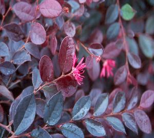 Plum Delight Loropetalum