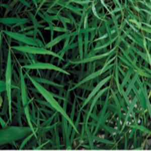 Soft Caress Mahonia