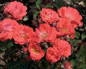 Drift Rose Coral