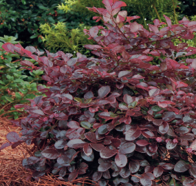 Purple Diamond Loropetalum