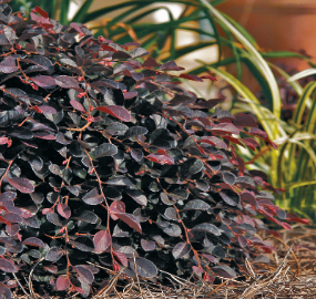 Purple Pixie Loropetalum